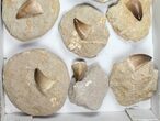 Lot: Fossil Mosasaur Teeth In Rock - Pieces #98296-2